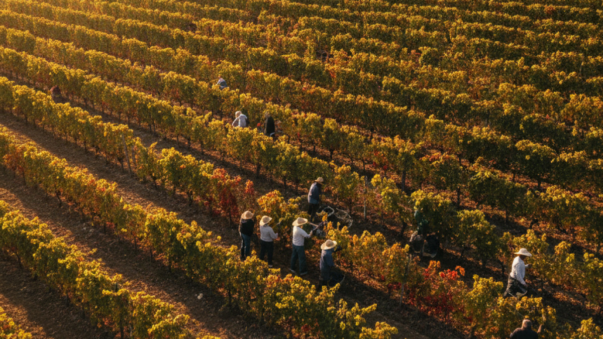 Vendanges 2026 en cours en Vallée du Rhône : mi-parcours